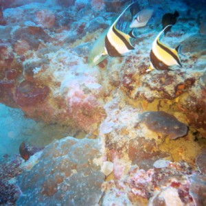 Reef in PNG