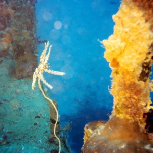Wreck and Reef in PNG