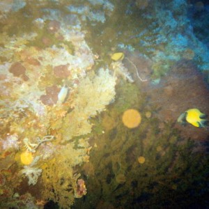 Wreck and Reef in PNG