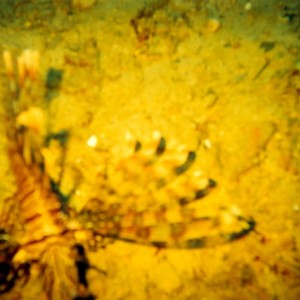 Scorpian Fish in reef hole