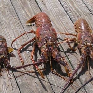 Lobster Sizing