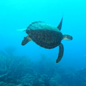 turtle112