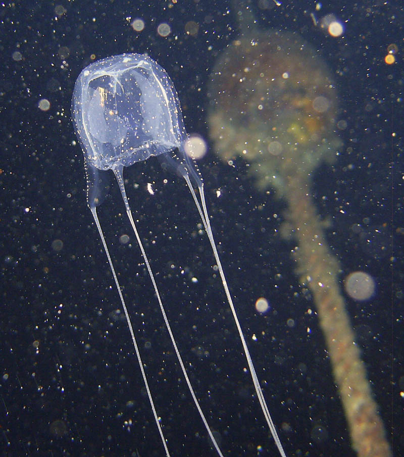 box jellyfish(?)