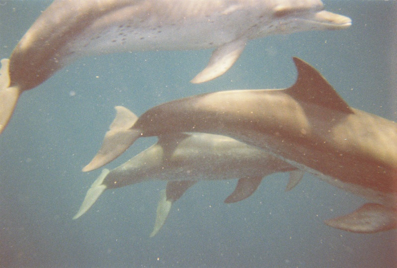 Dolphins on the Acokeek 3