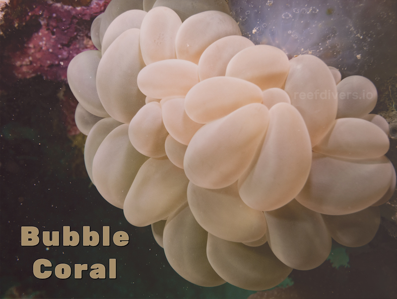 Learn To Identify Bubble Coral
