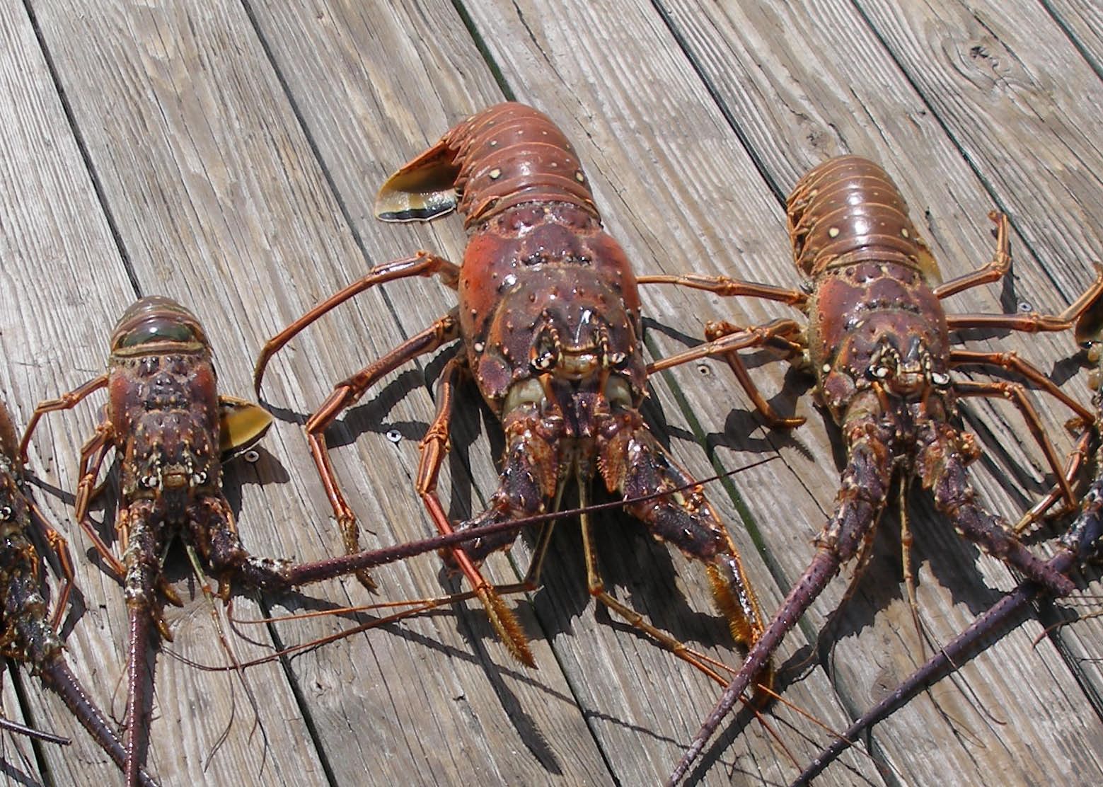 Lobster Sizing