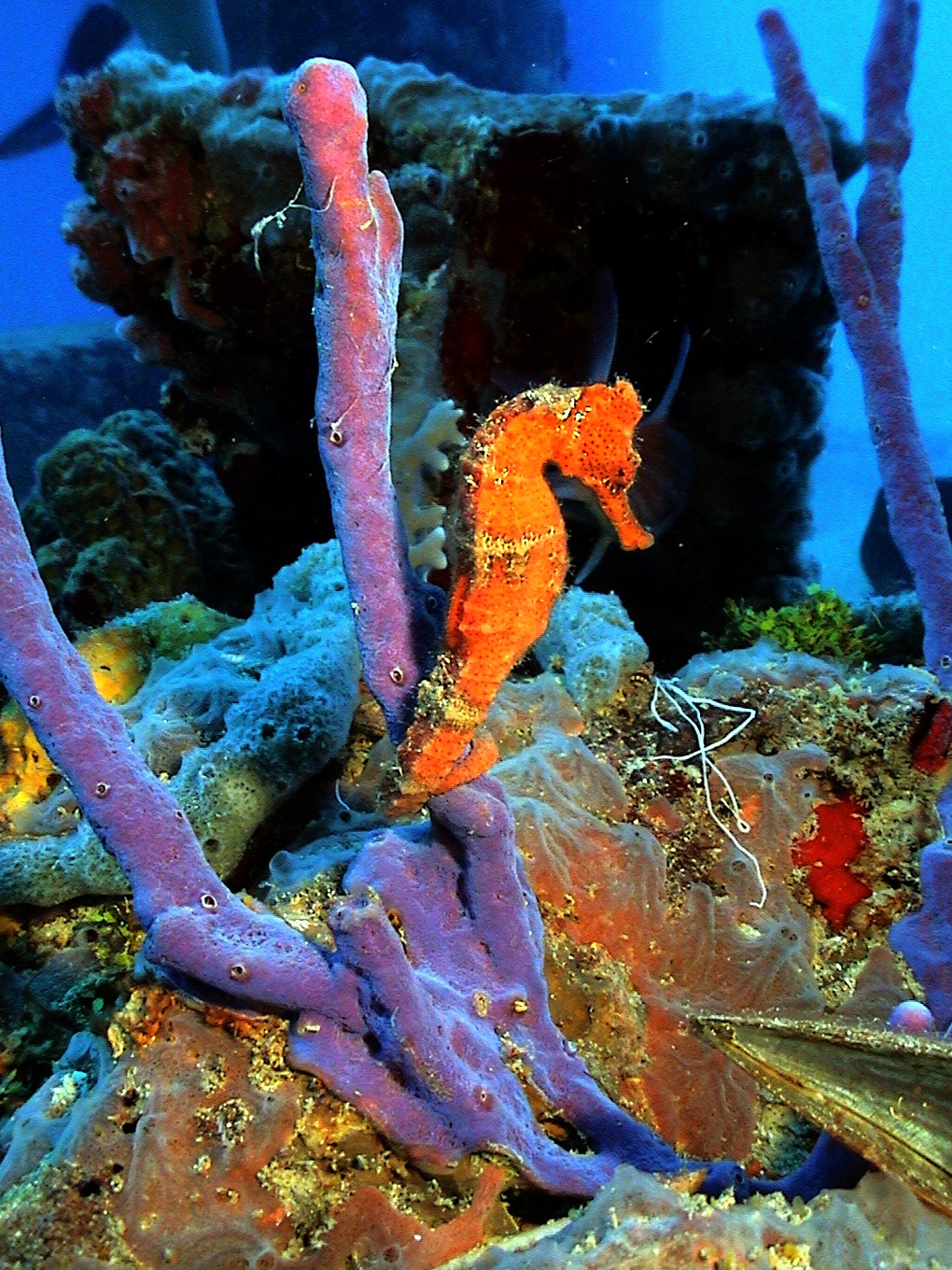 Orange Seahorse in St. Croix