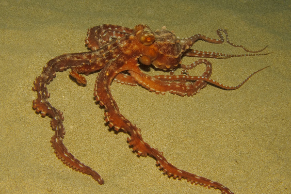 Ornate Octopus - Maui - August 2010