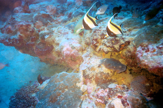 Reef in PNG