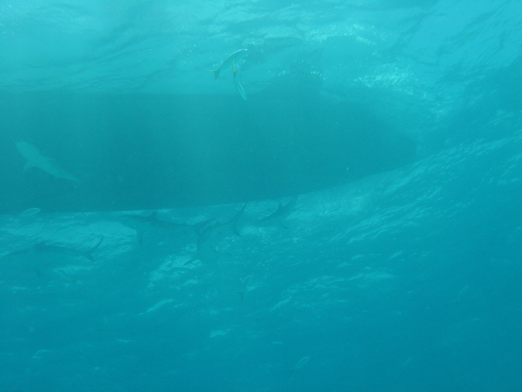 Shark Reef off Long Island, Bahamas