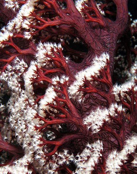 Soft Coral Polyps