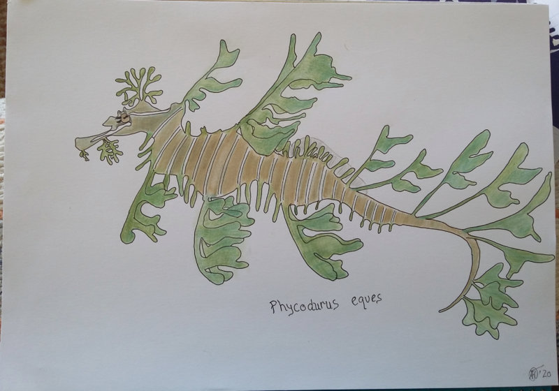 Drawings of sea creatures - especially sea slugs! | ScubaBoard