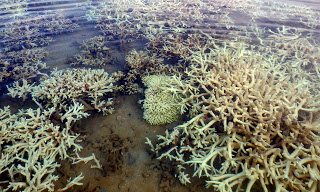 coral-bleaching-australia.jpg