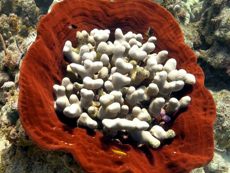 mystery coral 1.jpg