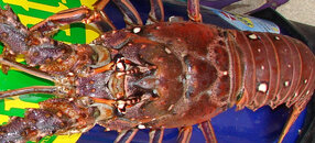 Great Lobster 005_edited.jpg