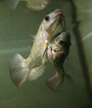 conjoined fish.jpg