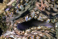 Clam Abstract-Openings 4-F3.jpg