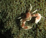 crab-anemone.JPG