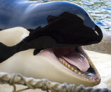 orca-teeth-37.jpg