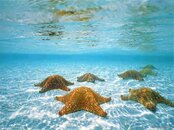 Underwater-underwater-photography-32684066-1024-768.jpg