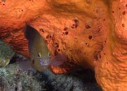 Fish with Orange Coral.jpg