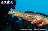 Trumpetfish-head-detail.jpg