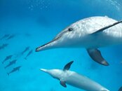 Dolphinssmall.jpg