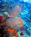 unident sponge Cozumel 2008.jpg