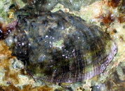 mollusc unident intertidal cozumel 2008.jpg
