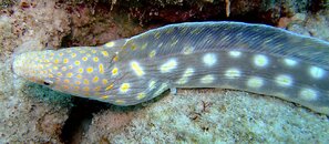 Sharptail eel.jpg