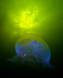 медуза-синяя.jpg