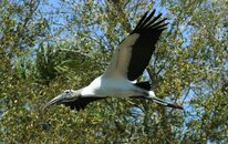 Wood-Stork-in-flight.jpg