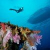 Jere-Coral-Vis-Diver-BEST1-100x100.jpg
