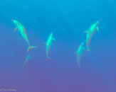 Spinner Dolphins2.jpg