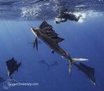 swim-with-sailfish-sardine-run-mexico-22.jpg
