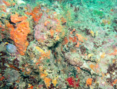 Scorpion fish on Juno reef (1 of 1).jpg
