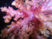 GOPR0647 Coral and Brittle Star.JPG