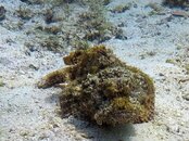 Stonefish at Dibba Rock.jpg