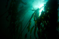 Kelp silhouette_2.jpg