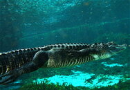 AlligatorUnderwater.jpg