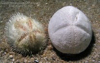 432__PA260556a.Urchin and its empty shell.c.AguaPictures.com.jpg