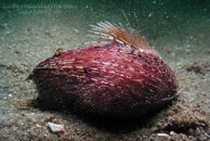 433__PA260487a.Roaming Urchin purple over Sand water green.c.AguaPictures.com.jpg