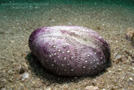 434__PA260493a.UrchinShell purple over Sand water green.c.AguaPictures.com.jpg