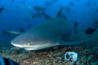 200_Fiji Bull Shark 01.jpg