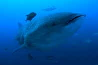 200_whale shark 01.png
