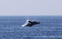 lindo mar humpback.jpg