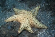 starfish growing 2 legs to replace a lost one-1.jpg