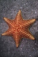6 leg starfish-1.jpg
