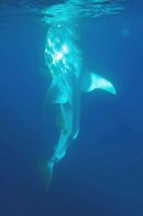 Whaleshark feeding small.jpg