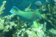 Scarus rivulatus_24-03-10_Ningaloo Reef Coral Bay WA.jpg
